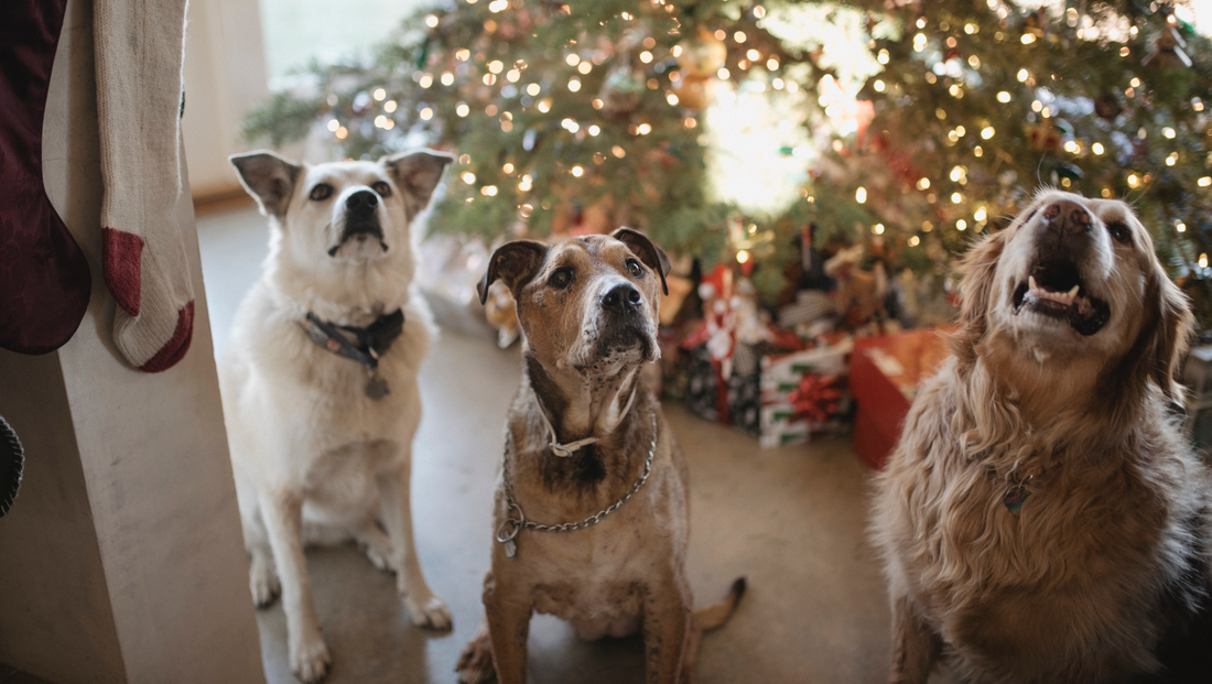 5 best gifts to get for your dog this holiday